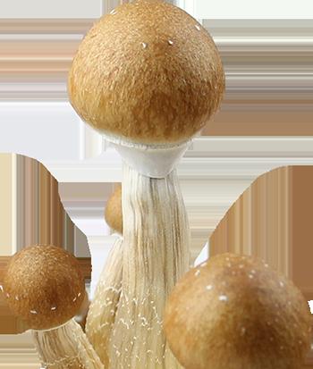 Psilocybe Cubensis B+ Esporas Jeringa